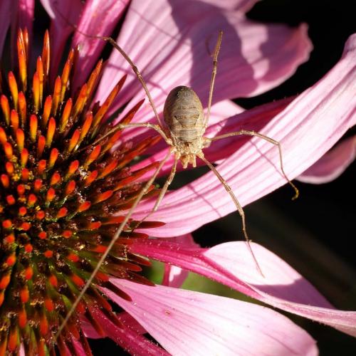 Réf. 268 177 : Phalangium opilio